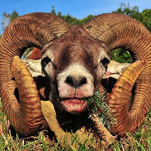 France Hunting Mouflon