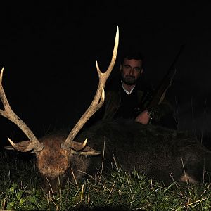 Sika Deer Hunt in France