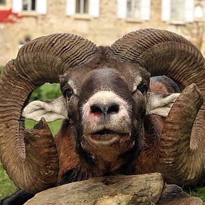 France Hunt Mouflon