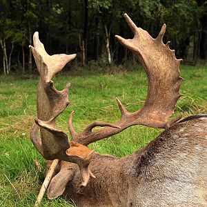 Hunting Fallow Deer France