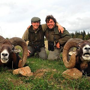 France Hunting Mouflon