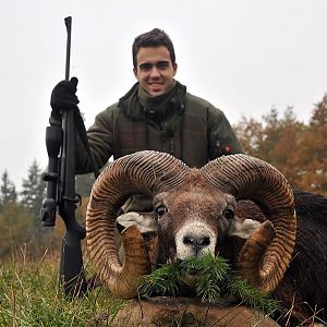 France Hunting Mouflon