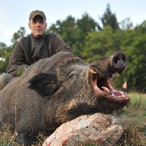 Hunt Wild Boar France