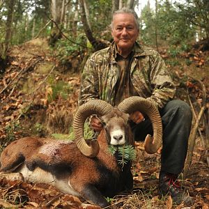 Hunting Mouflon France