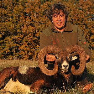 Hunting Mouflon France