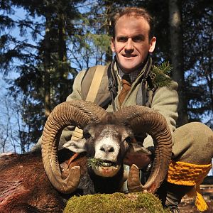 Mouflon Hunt in France