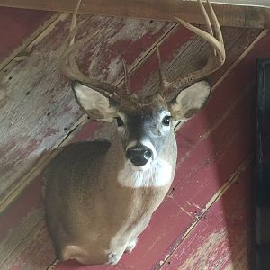 White-tailed Deer Shoulder Mount Taxidermy