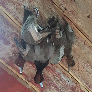 Ducks Full Mount Taxidermy