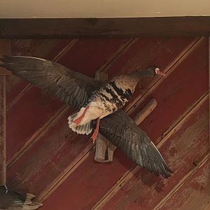 Ducks Full Mount Taxidermy