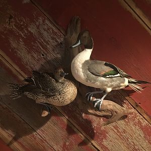 Ducks Full Mount Taxidermy