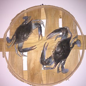 Crab Mount Taxidermy