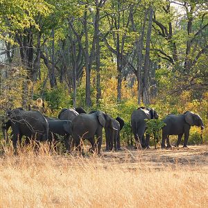 Herd of Elephant in Zambia