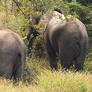 Elephant Zambia