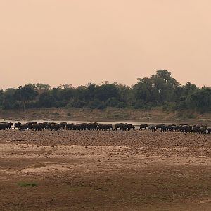 Herd of Elephant in Zambia