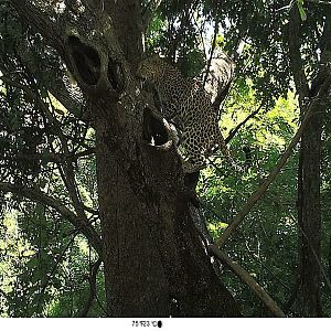 Zambia Trail Cam Pictures of Leopard