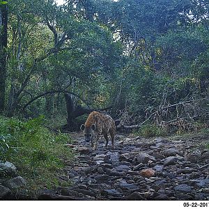 Trail Cam Pictures of Spotted Hyena Zambia