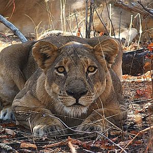 Lioness Zambia