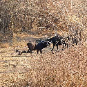 Cape Buffalo Zambia