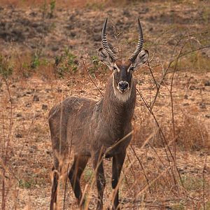 Waterbuck Zambia