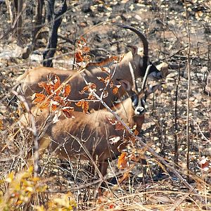 Roan Zambia