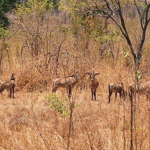 Roan Zambia