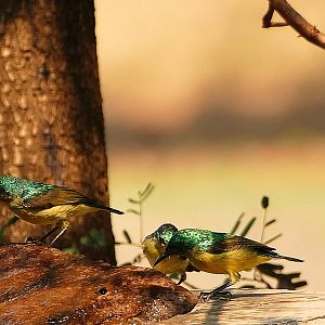 Birds from Zambia