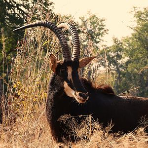 Sable Antelope in Zambia