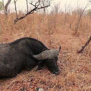 Hunt Cape Buffalo Zambia