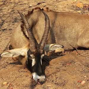 Zambia Hunt Roan