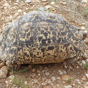 Leopard Tortoise