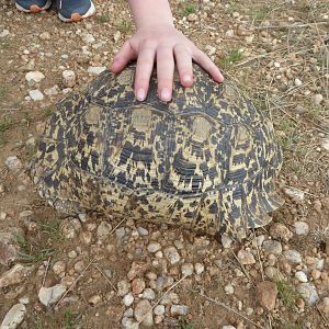 Leopard Tortoise