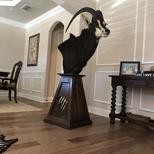 Sable Antelope Shoulder Mount Pedestal Taxidermy