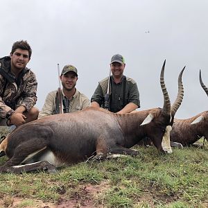 South Africa Hunt Blesbok