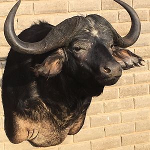 Cape Buffalo Shoulder Mount Taxidermy