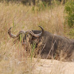 Old Dagga boy on one of our areas