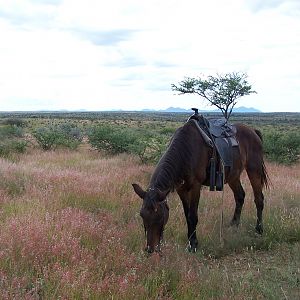 Namibia Horse riding