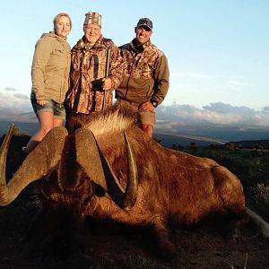 Hunting Black Wildebeest South Africa