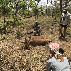 Tanzania Hunt Western Hartebeest