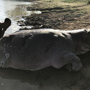 Hippo Hunting Tanzania