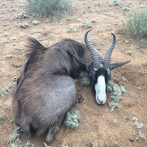 Hunting Black Springbok South Africa