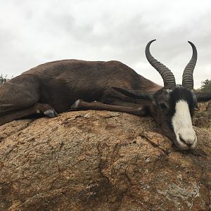 South Africa Black Springbok Hunt