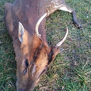 Muntjac Hunting