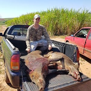 Feral Hog Hunting