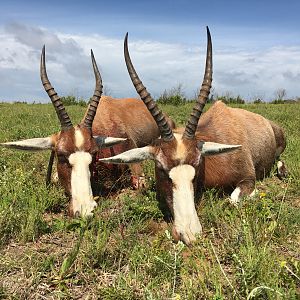 Blesbok Cull Hunt South Africa