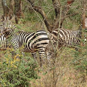 Burchell's Plain Zebra Tanzania