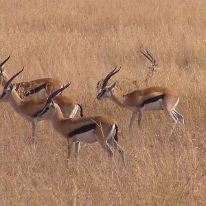 Thompson's Gazelles Tanzania