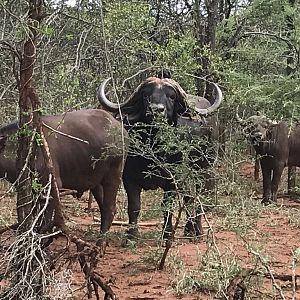 Cape Buffalo South Africa