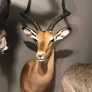 Impala Shoulder Mount Taxidermy