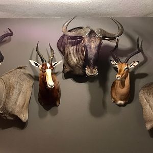 Kudu,  Blesbok,  Blue Wildebeest,  Impala & Waterbuck Shoulder Mount Taxidermy