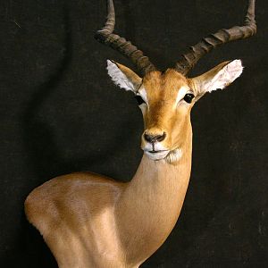 Impala Shoulder Mount Taxidermy